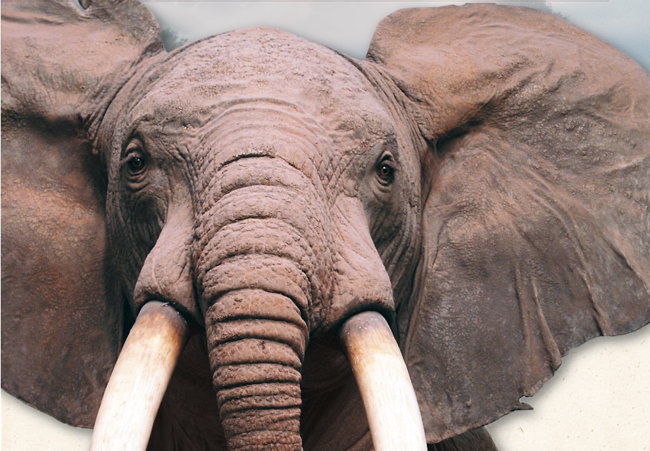 THE SECRET LIFE OF ANIMALS