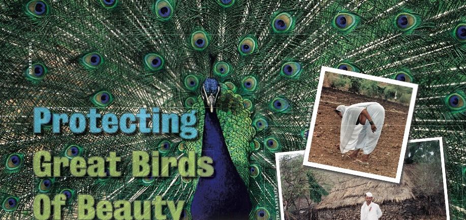 Protecting Great Birds Of Beauty