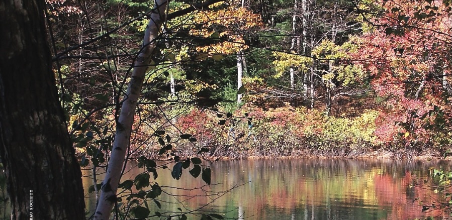 Thoreau A Sage in Early America