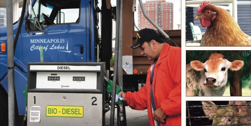 Animal Fat to Become Synthetic Fuel