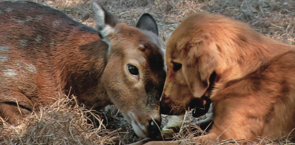 Nature: Animals Have Souls and Feelings, Just Like We Do