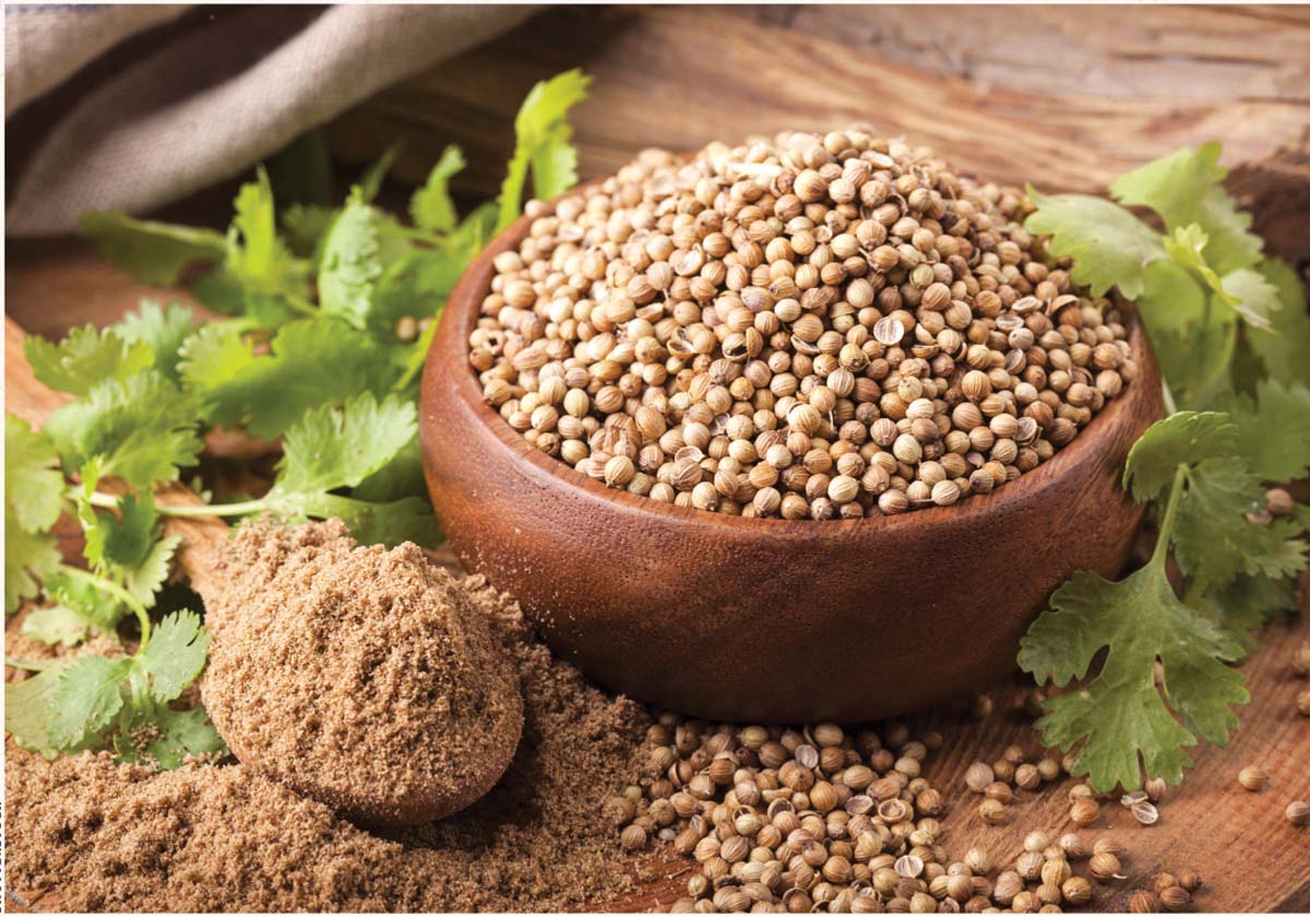 The Wonders of Coriander
