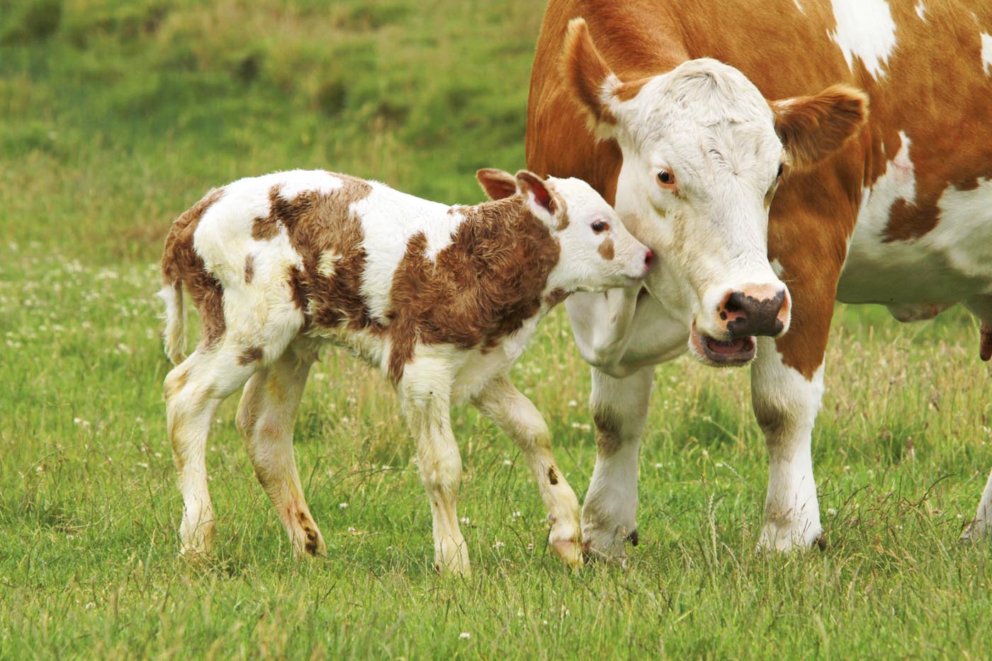 The Meat Paradox