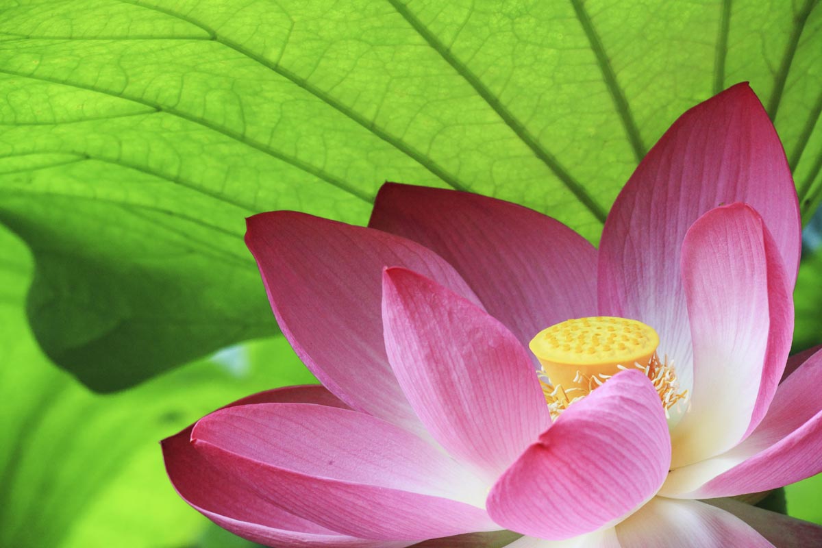 All About Meditation