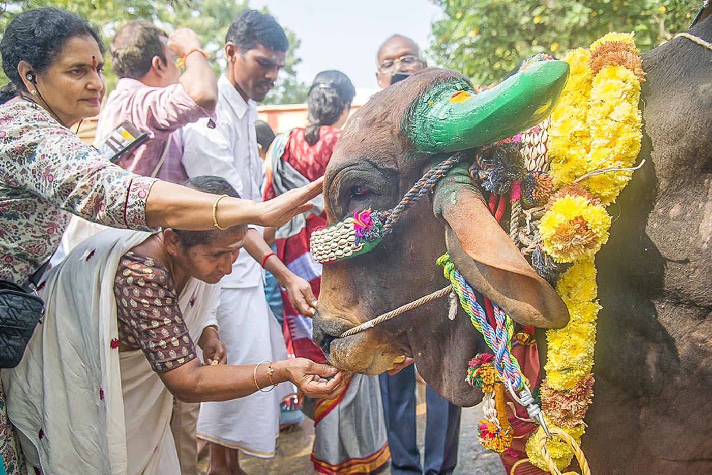 The Divine Bovine