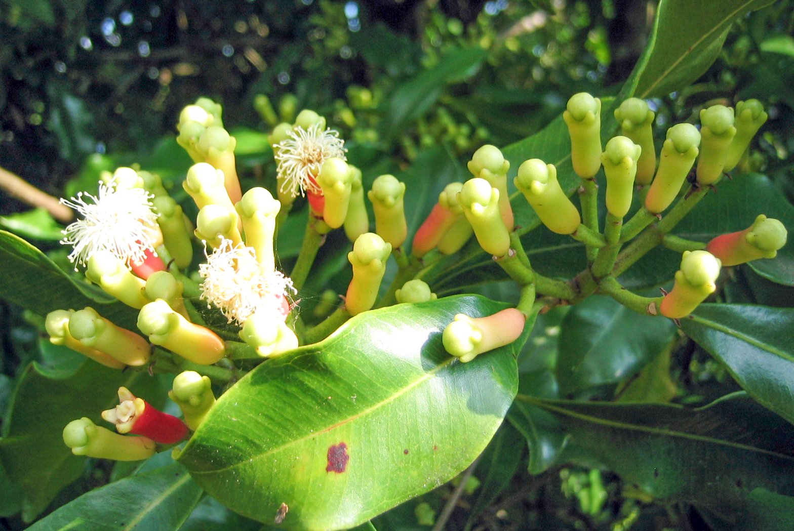 Three great spices: (left to right) cardamom pods for sale in a sack (Philippines); nutmeg seed with its red mace covering; cloves in flower (Indonesia)